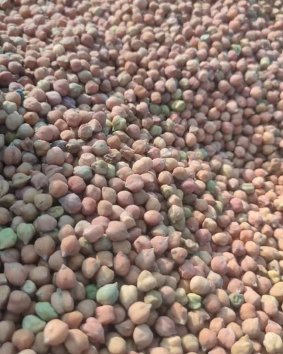 Horse Gram Seeds